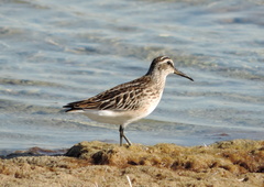 Calidris falcinellus