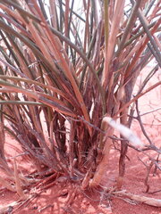 Cladoraphis cyperoides