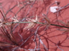 Cladoraphis cyperoides