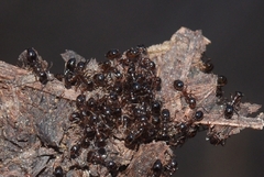 Monomorium algiricum