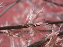 Cladoraphis cyperoides
