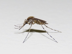 Aedes sollicitans