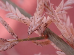 Cladoraphis cyperoides