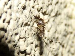 Aedes sollicitans