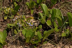 Scaevola calendulacea