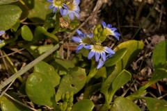 Scaevola calendulacea