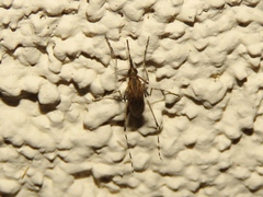 Aedes sollicitans