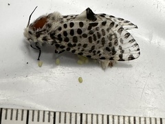 Zeuzera aeglospila