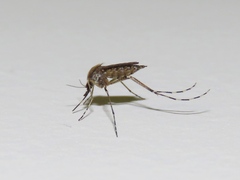 Aedes sollicitans