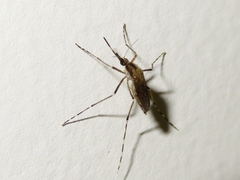 Aedes sollicitans