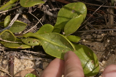 Scaevola calendulacea