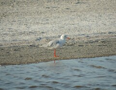 Chroicocephalus genei