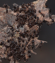 Monomorium algiricum