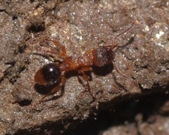 Myrmica specioides