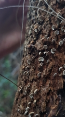 Panellus