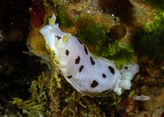 Aphelodoris sp-a