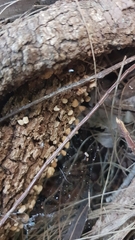 Panellus