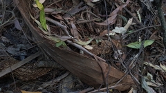 Panellus