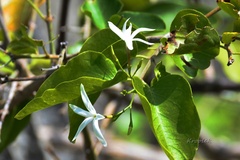 Oleaceae