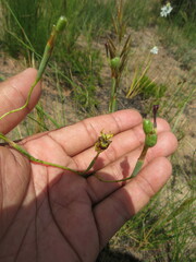 Moraea inconspicua