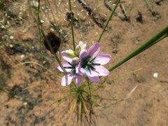 Ixia longistylis