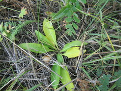 Viola gmeliniana