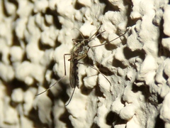 Ochlerotatus