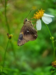 Hasora badra
