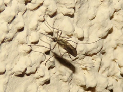 Ochlerotatus