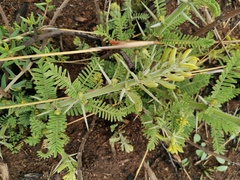 Vachellia karroo
