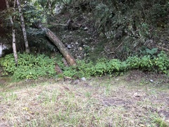 Comanthosphace formosana