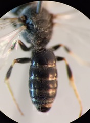 Lasioglossum subhirtum