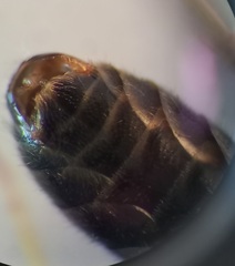 Lasioglossum subhirtum