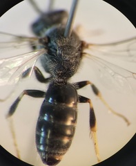 Lasioglossum subhirtum