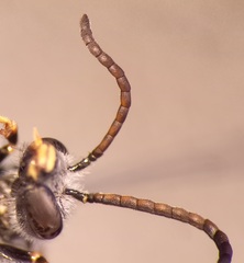 Lasioglossum subhirtum