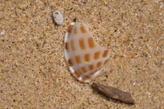 Phalium areola