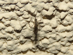 Ochlerotatus