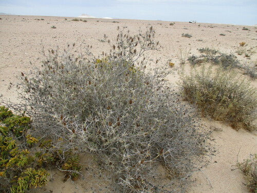 Image of Blepharis gigantea by no rights reserved