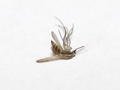 Ochlerotatus