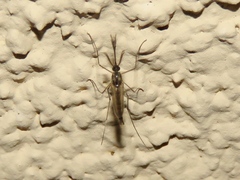Ochlerotatus