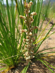 Lachenalia