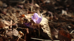 Crocus pallasii