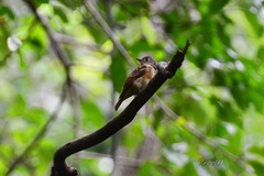 Muscicapa ferruginea