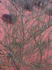 Calobota halenbergensis