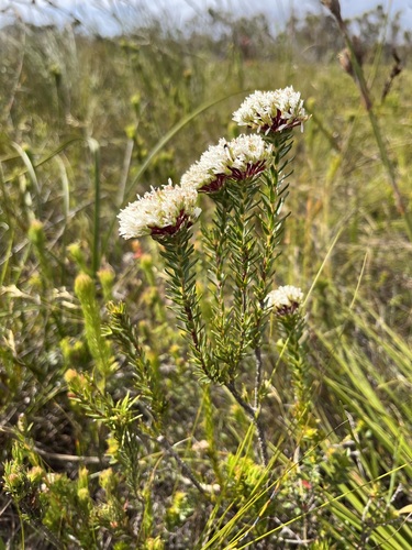 Image of Agathosma bifida by (c) Charleen Brunke, some rights reserved (CC BY)