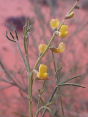 Calobota halenbergensis