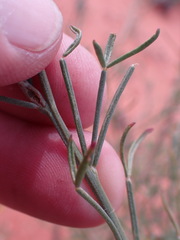 Calobota halenbergensis
