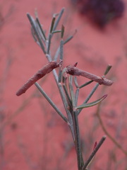 Calobota halenbergensis