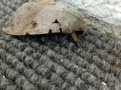 Serrodes