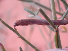 Calobota halenbergensis